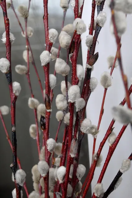 IMG 5513